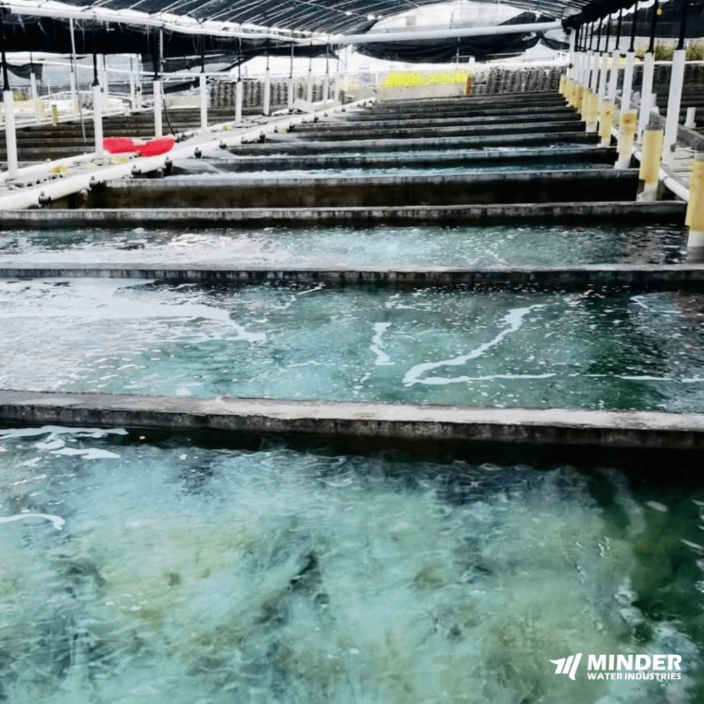 Fish Farming Industry with UF-MS Bead Filter